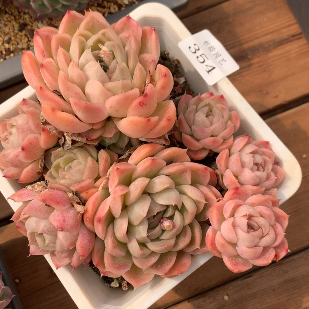 354杂交精品基地14冠