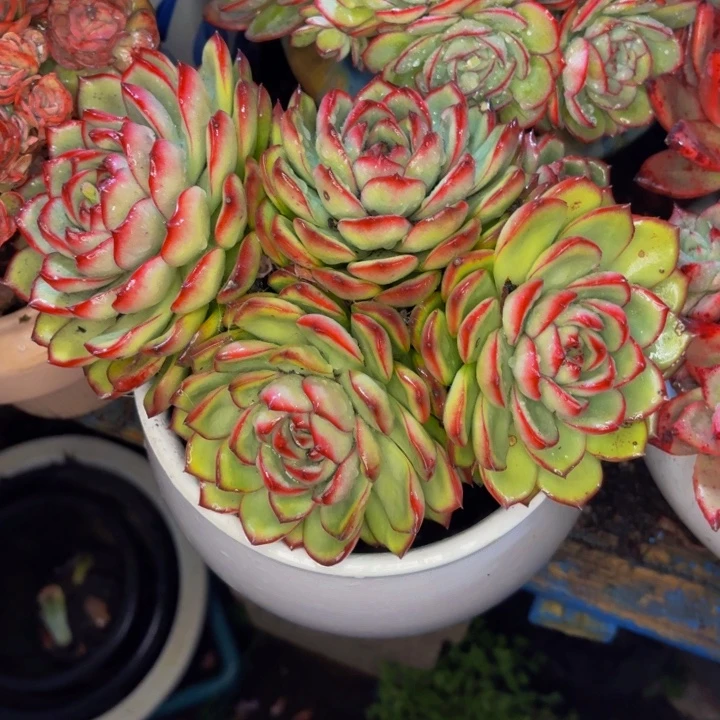 雨***！老桩精品肉肉万宝龙