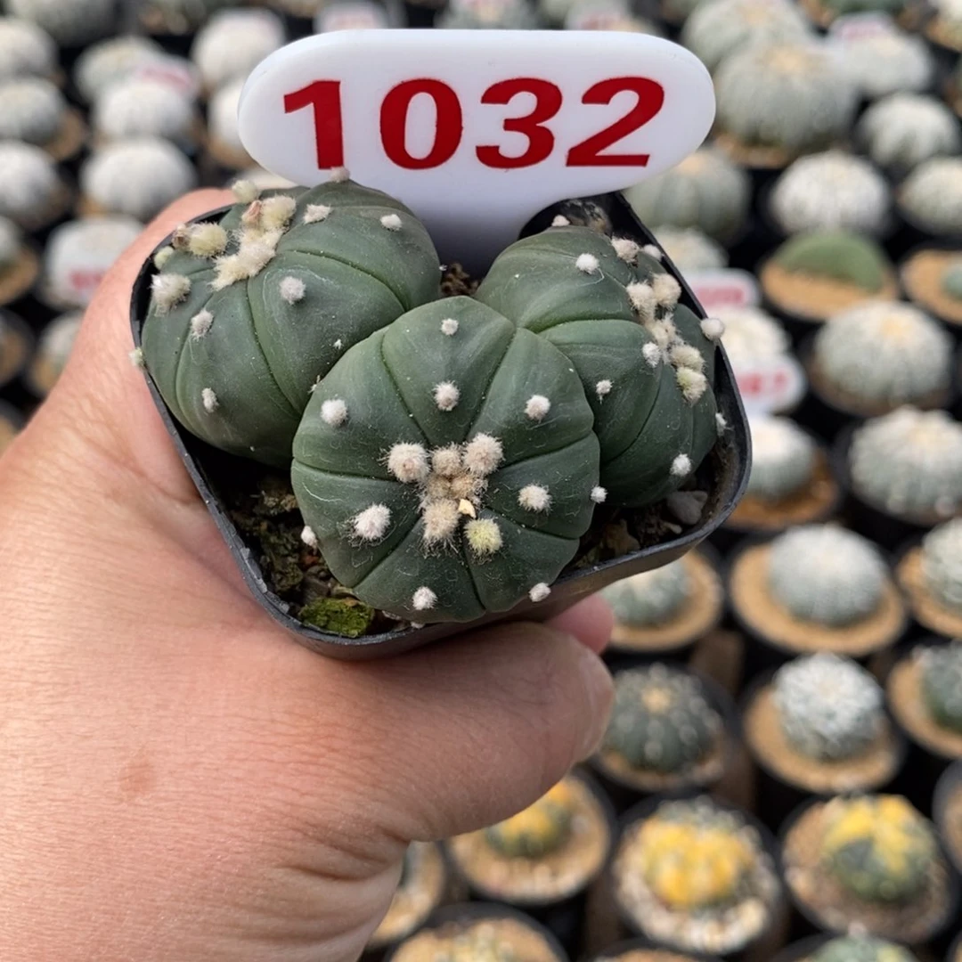 1032多头琉璃福利来了