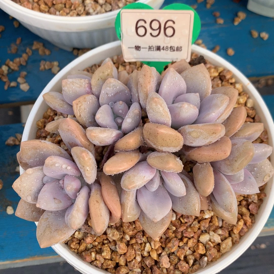 桃霜无砍平头一物一拍696