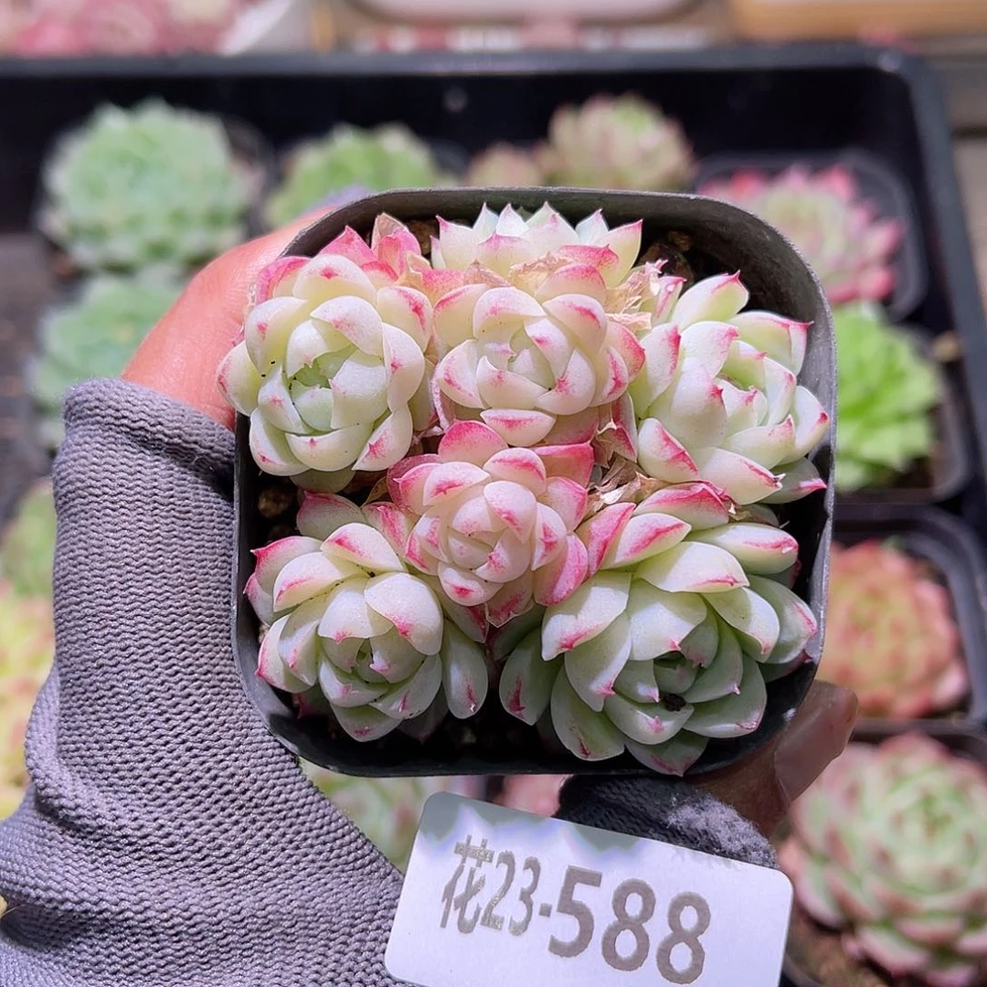 花23-588女王群生