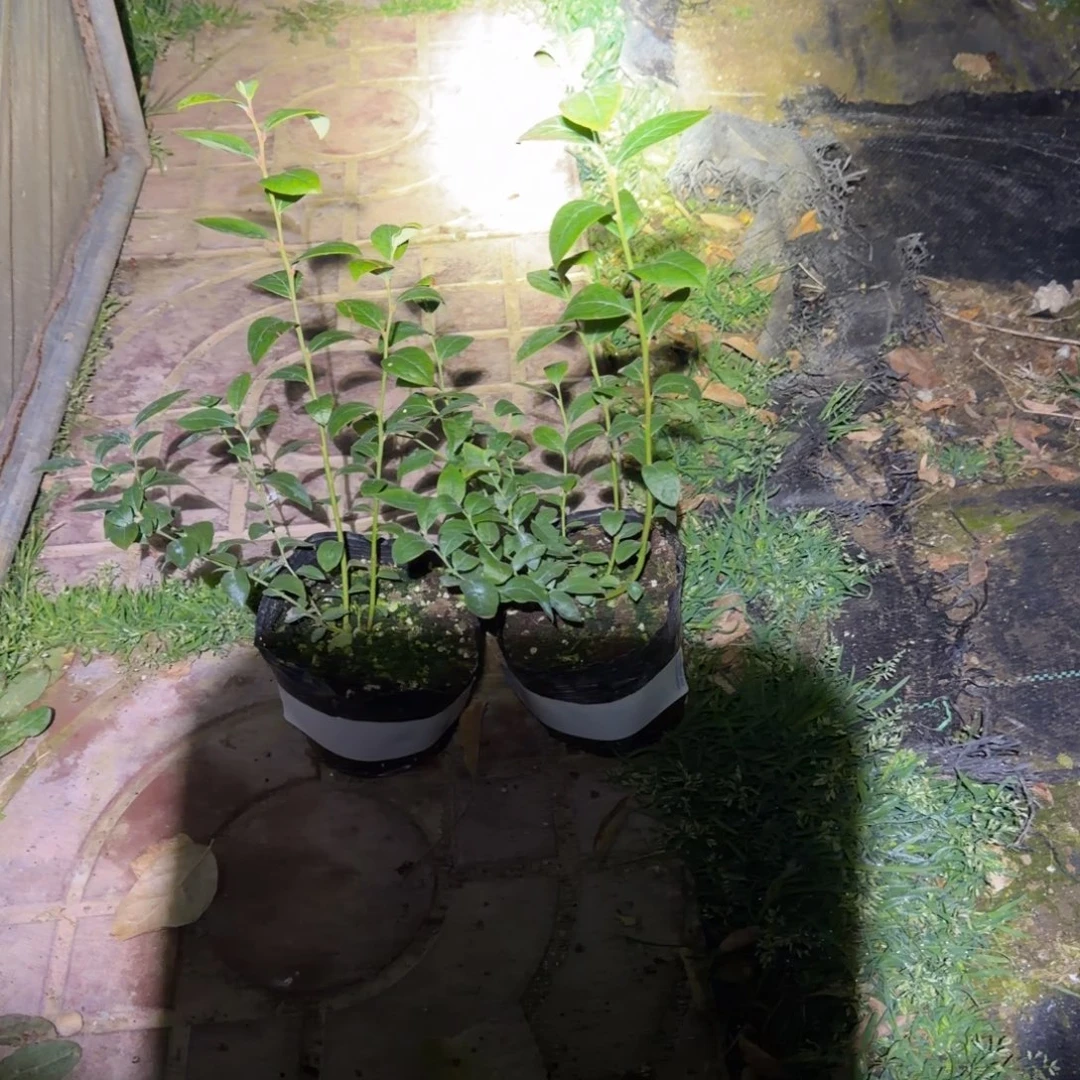 小钵29两颗装，无售后