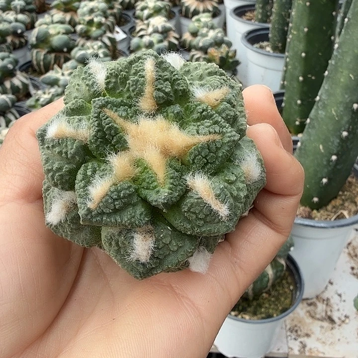 无花朵450蓝白肌螺旋龟甲牡丹