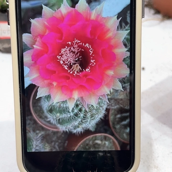 彩草99号侧芽2.5公分左右