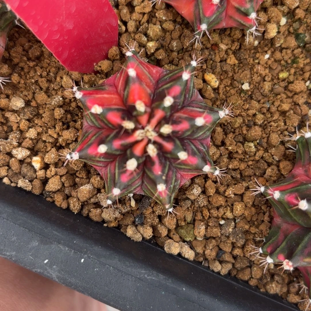 L538-1205泰国发货