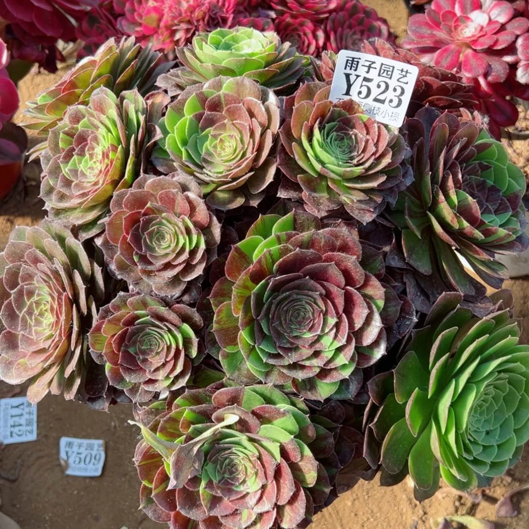 523花夜叶尺寸35左右