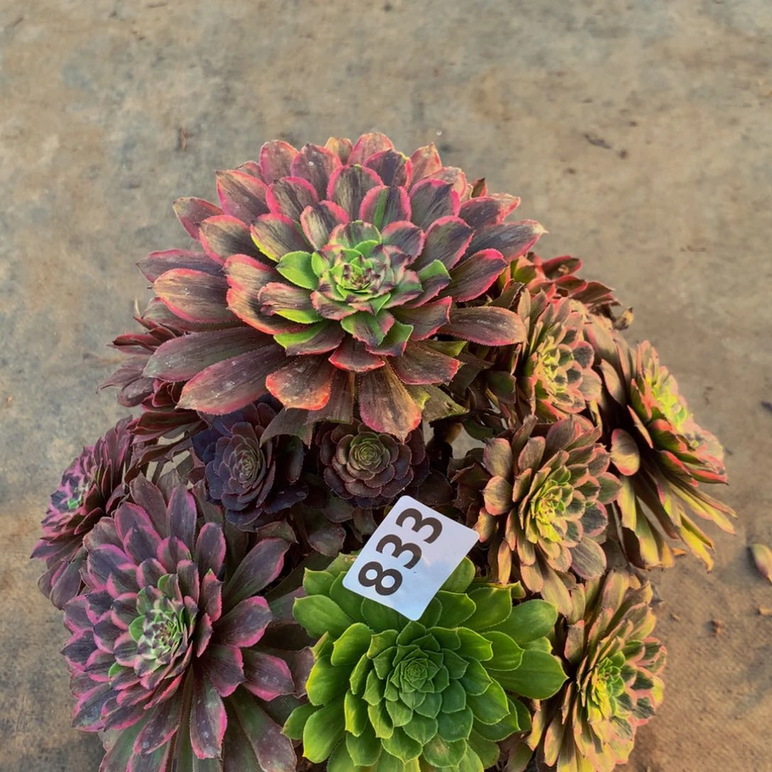 【闪购商品】如**见粉黛833000000000000