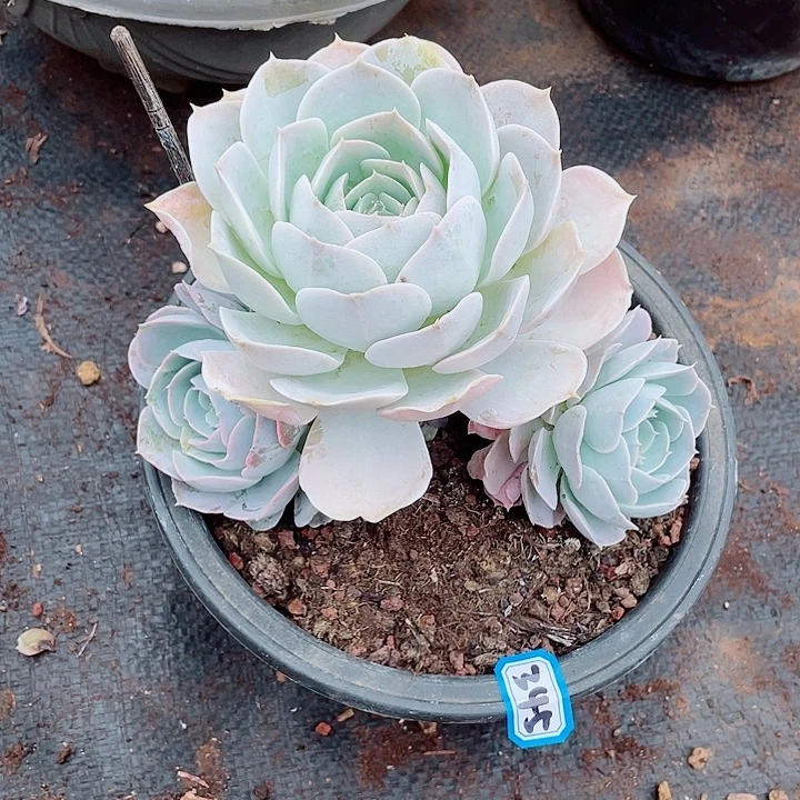 345圣卡一物一拍多肉