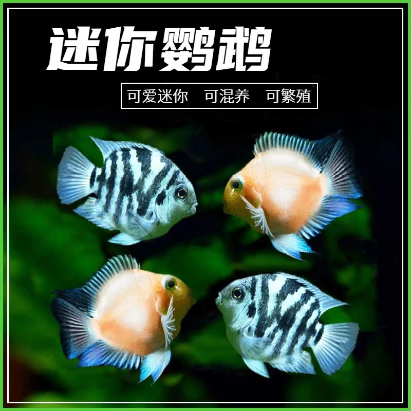 【双十一特惠】接吻鱼 精挑迷你鹦鹉鱼宝蓝白金繁殖小鱼热带观赏鱼