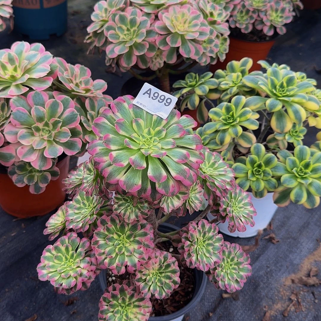 ****灵无花朵999祝融，晚发