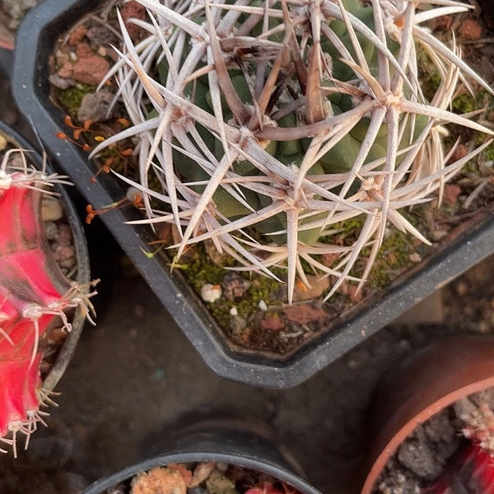 石生根碧岩玉一物一拍