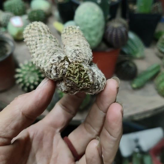 仙人球泰迪熊群小