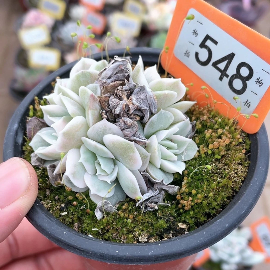 【闪购商品】548号