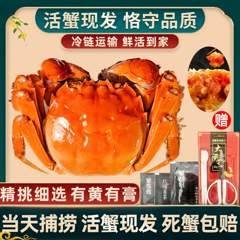 【活蟹】惠澄大闸蟹 公6.5-6.2两+母5.5-5.0两 8/10只冷链包邮发货
