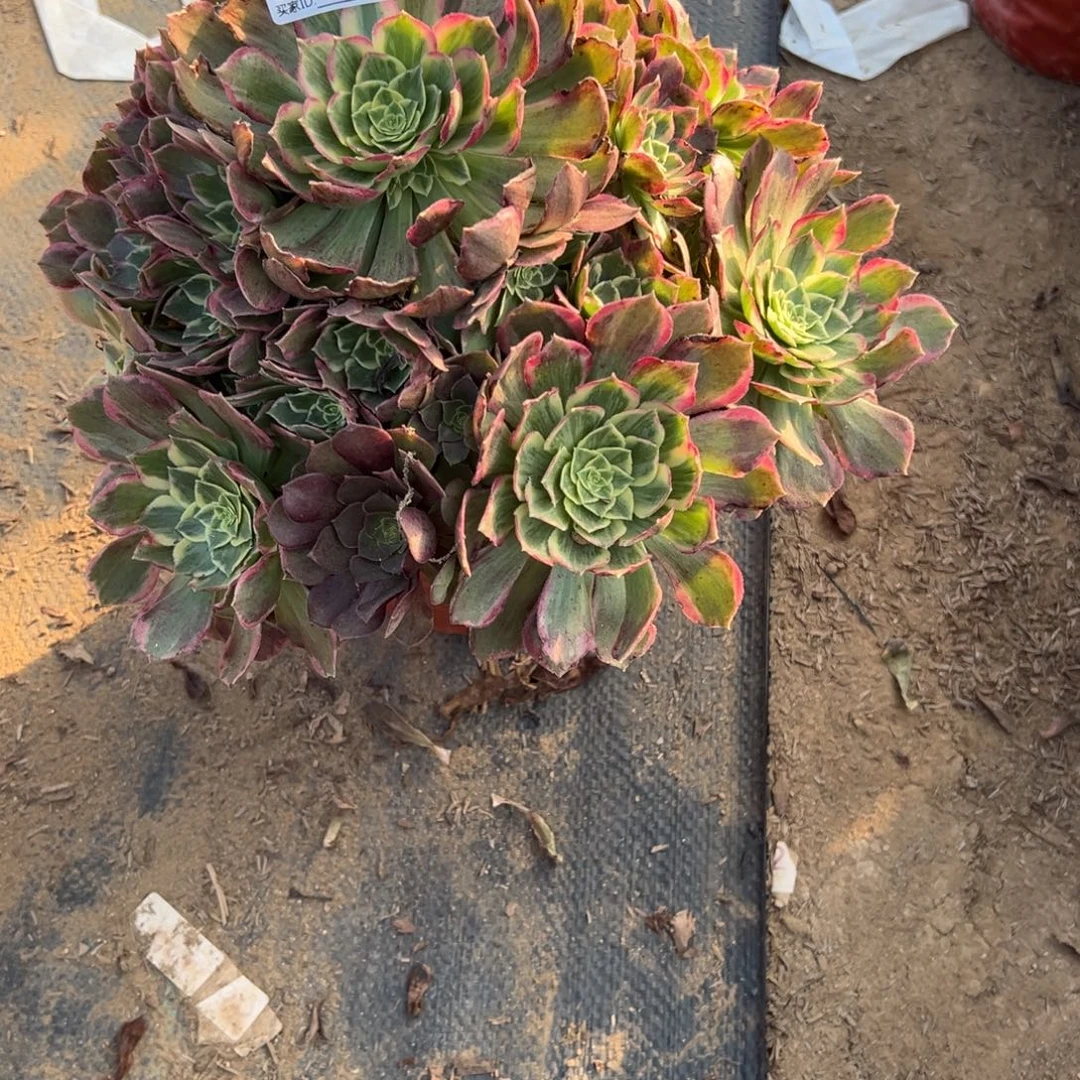 167法师多肉植物法师多肉