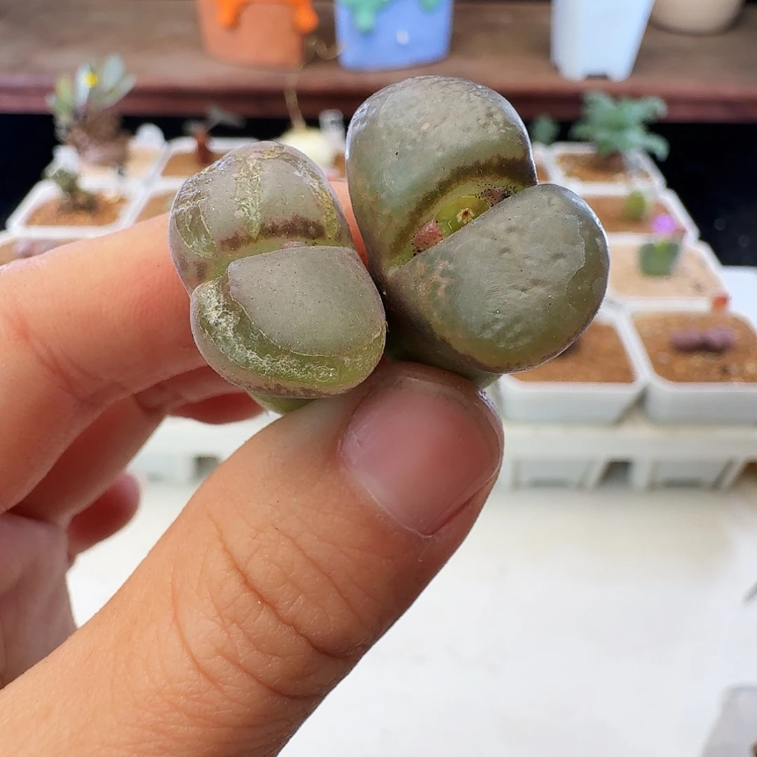 紫罗兰瑕疵福利介意慎拍152