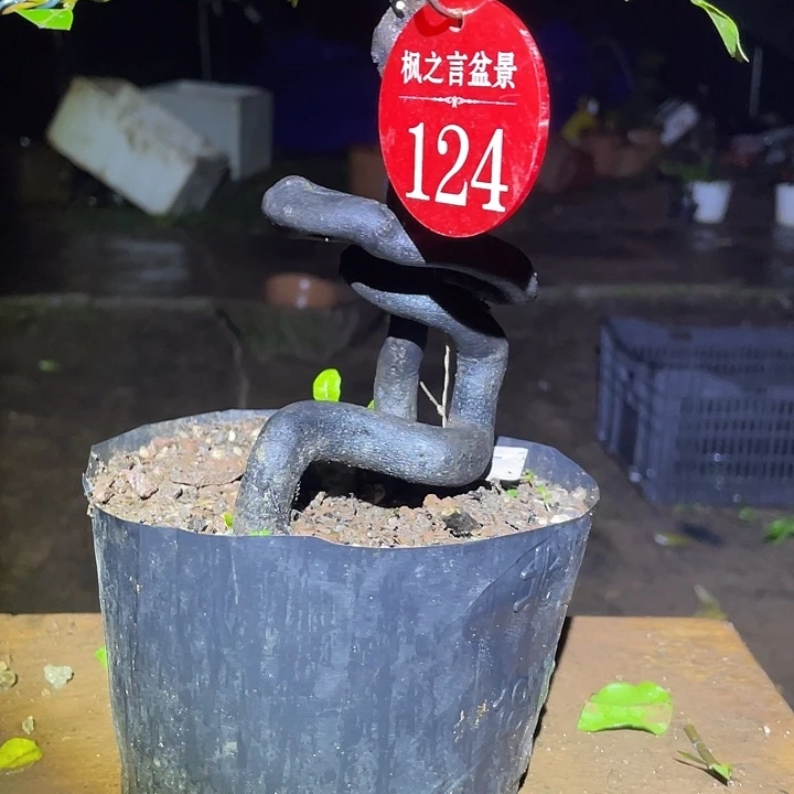 完全开放灌木金弹子品种