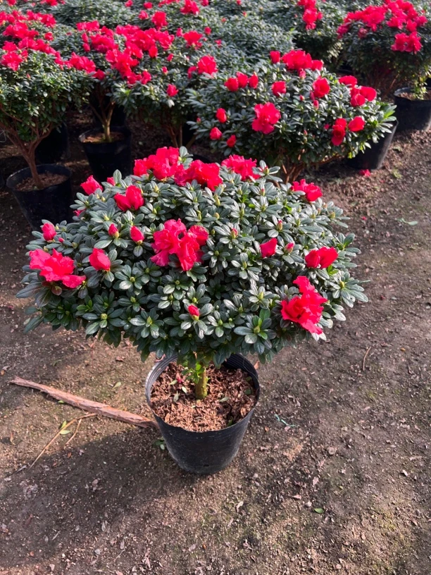 杜鹃花 中国红室内阳台客厅花卉盆栽绿植年宵花卉四季开花