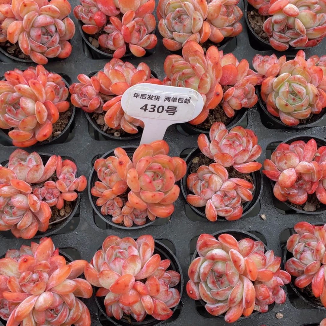 430号全状态韩版全明星群生两个