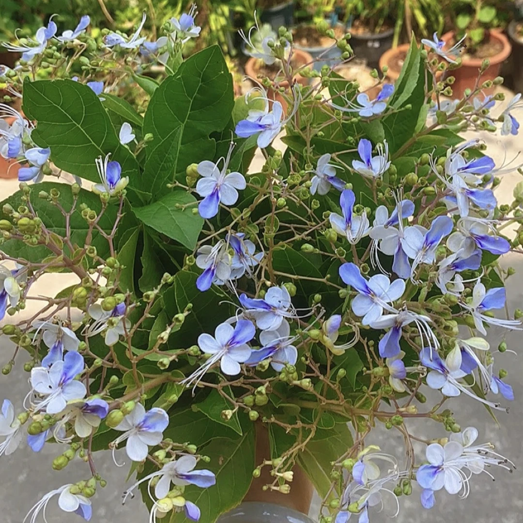 蓝蝴蝶盆栽花卉多年生花期长四季开花耐热耐旱植物