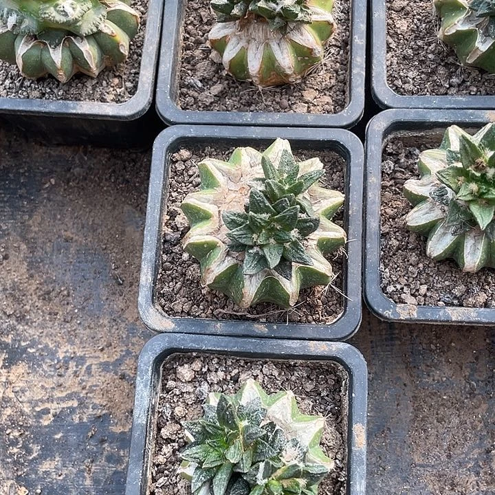 V***s花友专拍仙人球3颗