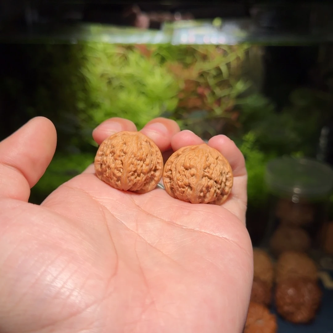 1729号31密云狮子头文玩核桃