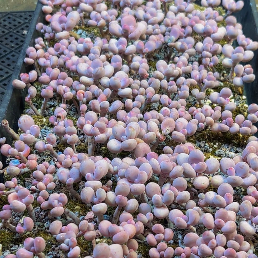 459多肉的小龙虾和一