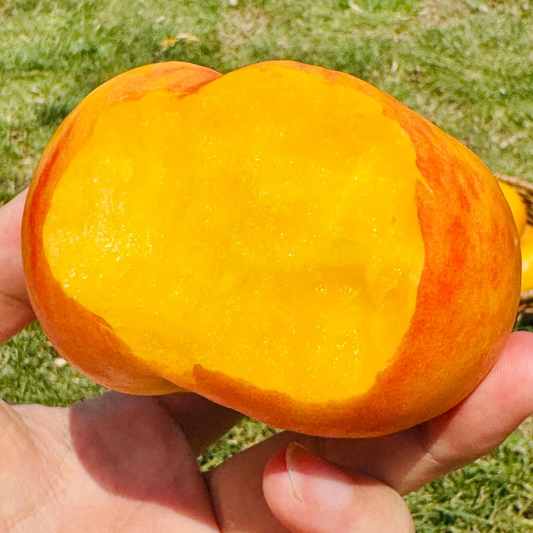 【顺丰包邮】黄油蟠新鲜水果当季整箱现摘水果孕妇脆桃油蟠桃扁桃