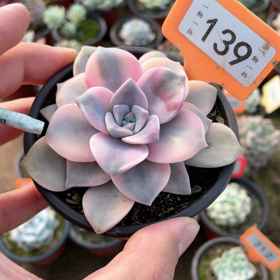 【闪购商品】139号