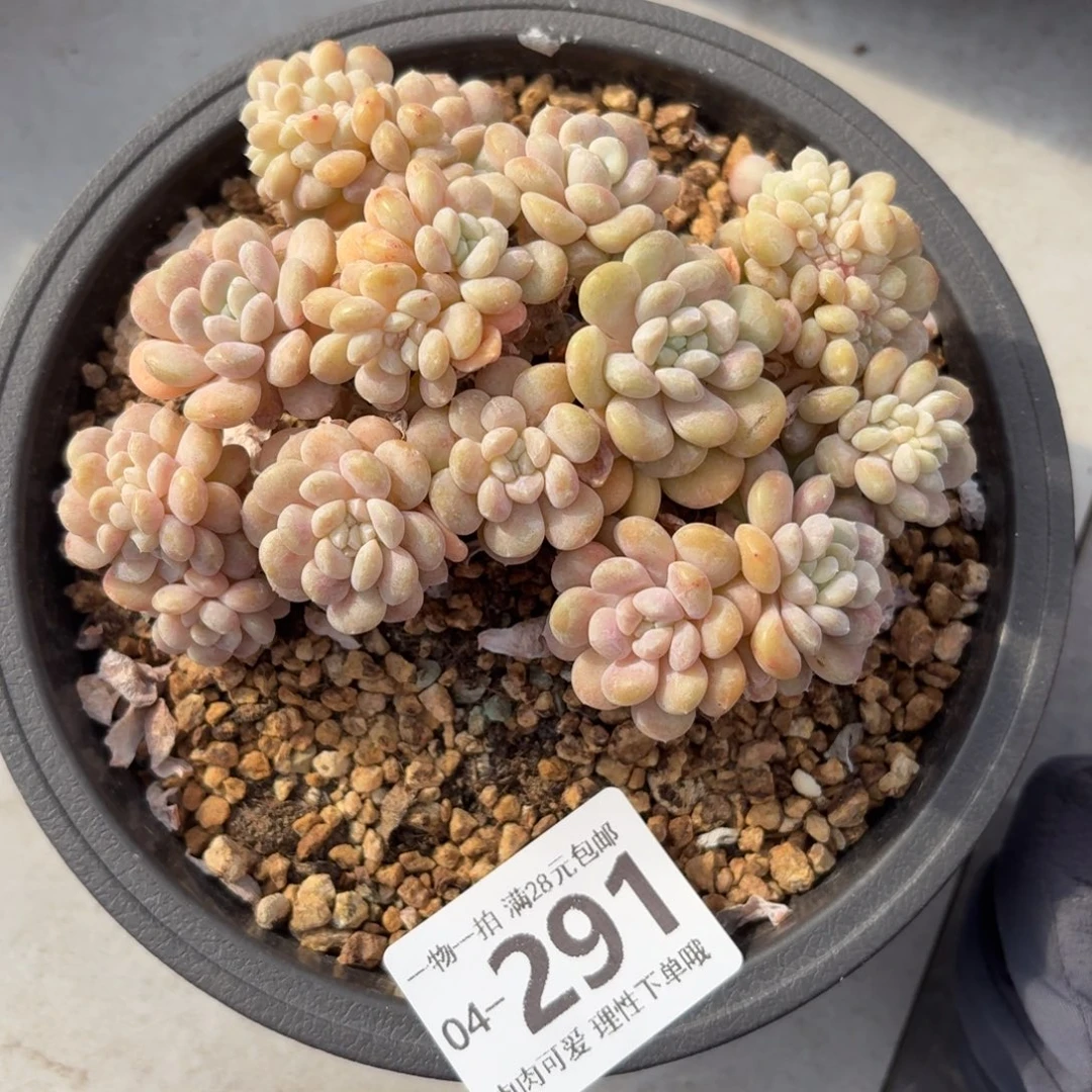 冰桃缀无盆土发货