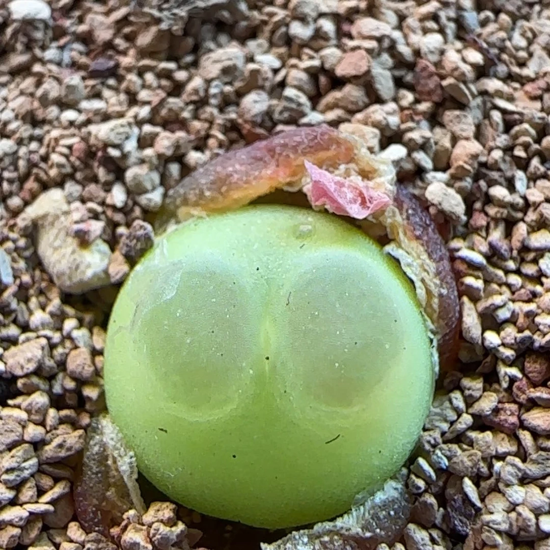 4.17.39/新头0.9/三年半登登/