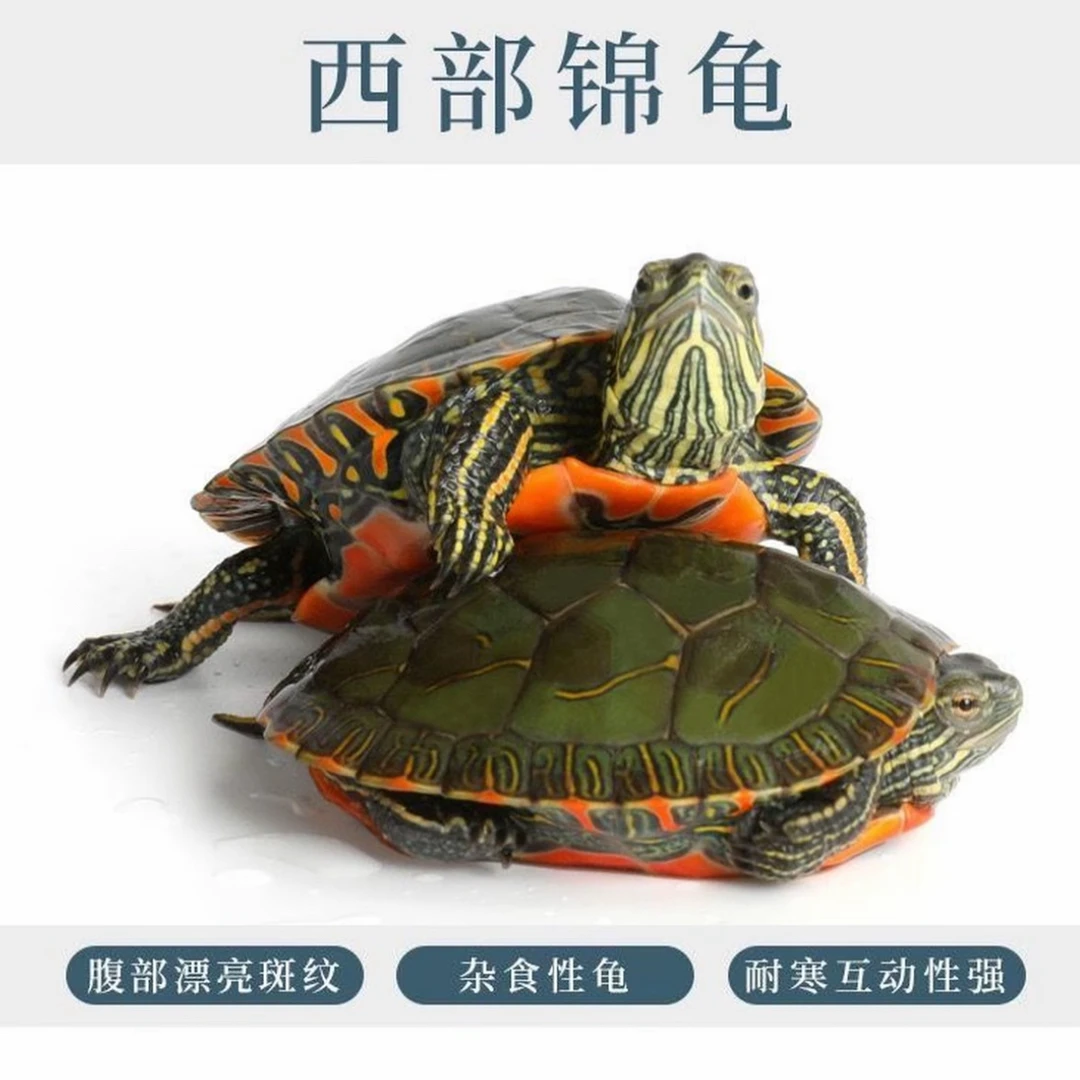 红腹西部锦龟深水龟可鱼缸混养的宠物观赏情侣龟活体