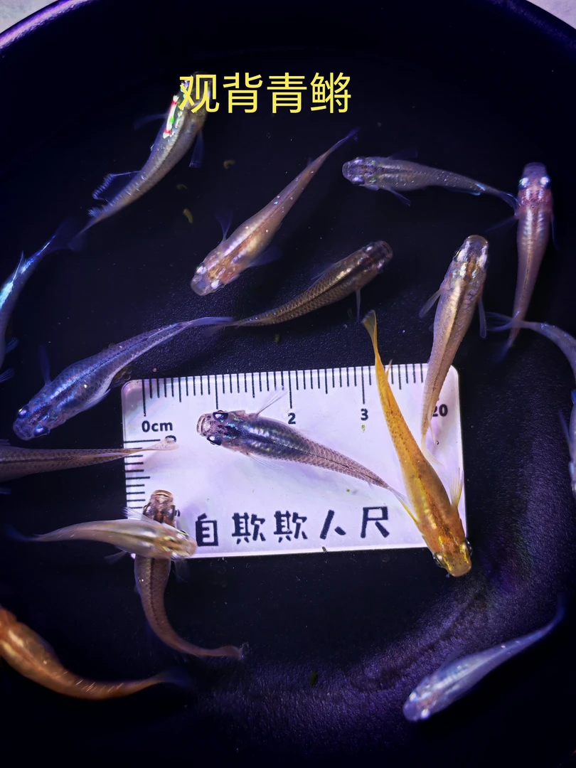 耐低温观背青鳉小型冷水迷你观赏鱼活体