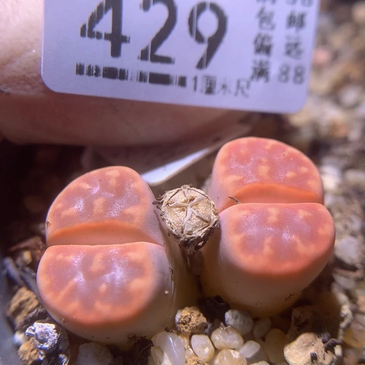 精品生石花26.429