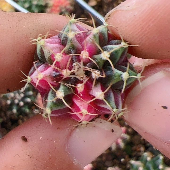 当前无花栽培后可以开花909