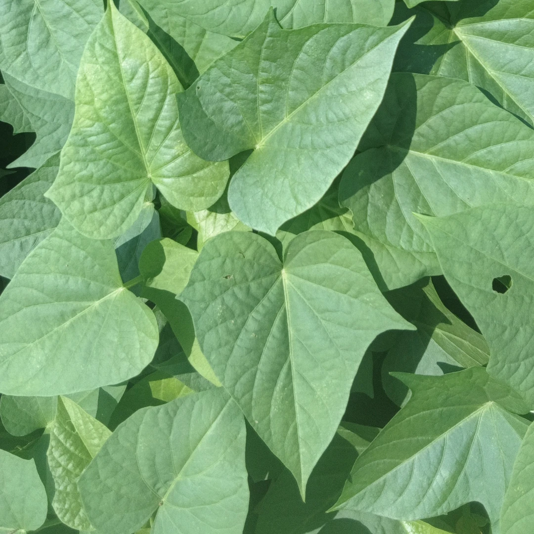 广西柳州农家新鲜红薯苗绿叶紫叶包邮（只限长江以南省份