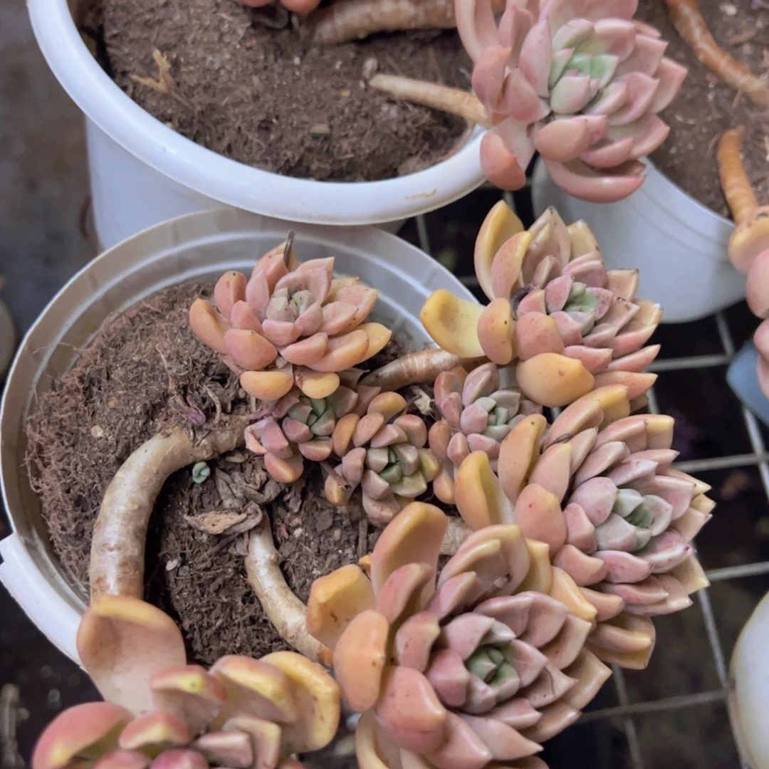 2盆油漆桶 整桩整群