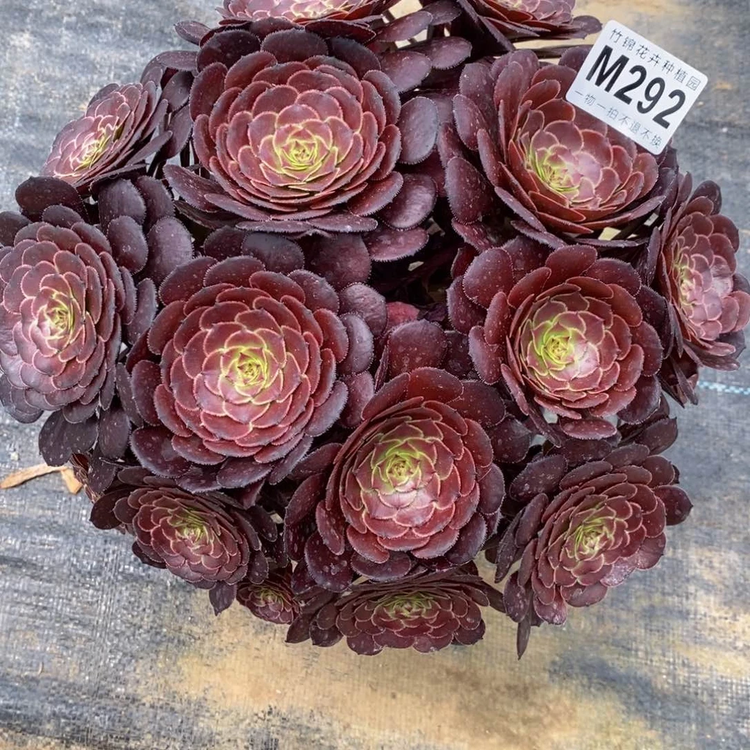 全部花朵（****店292黑萝莉嫩桩桩