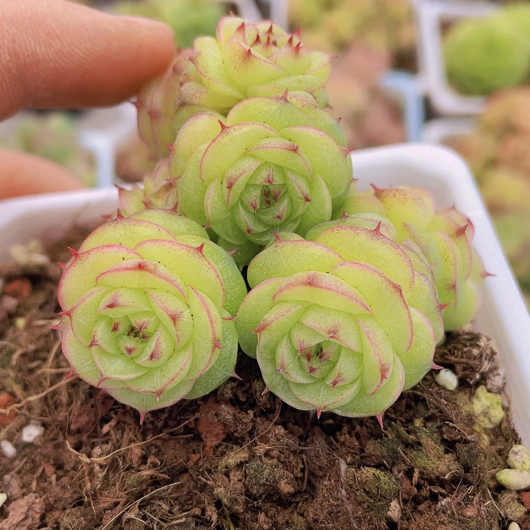 00000000000000014量拍