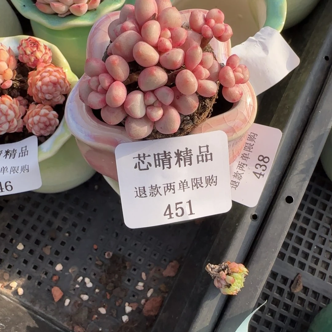S*.闪购精品多肉451号