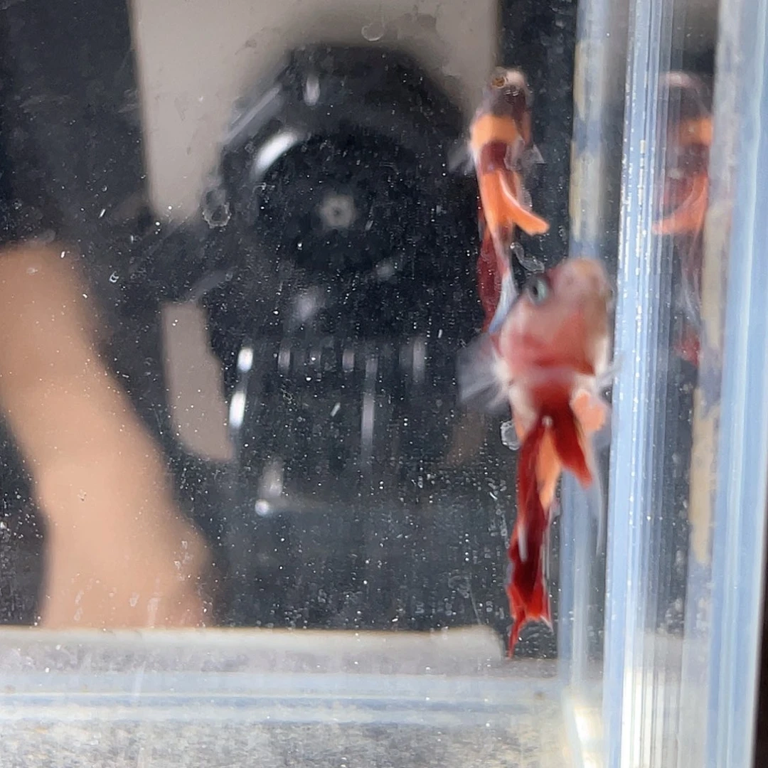 斗鱼新疆西藏海南不包邮其余地区全部包邮5