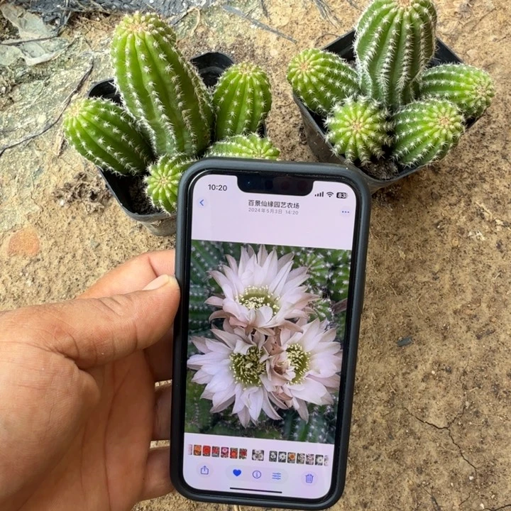 矮胖白檀455群生随机