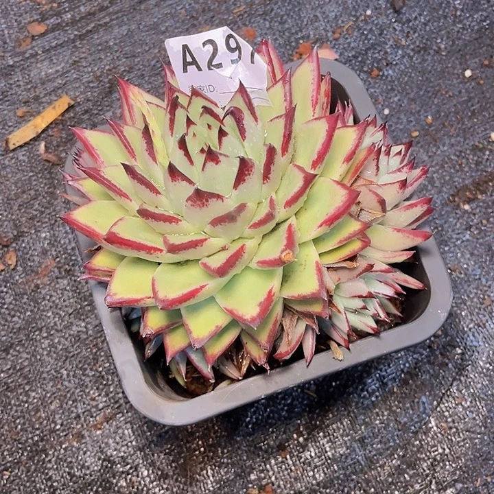 千***雪在你身边不就不重要297