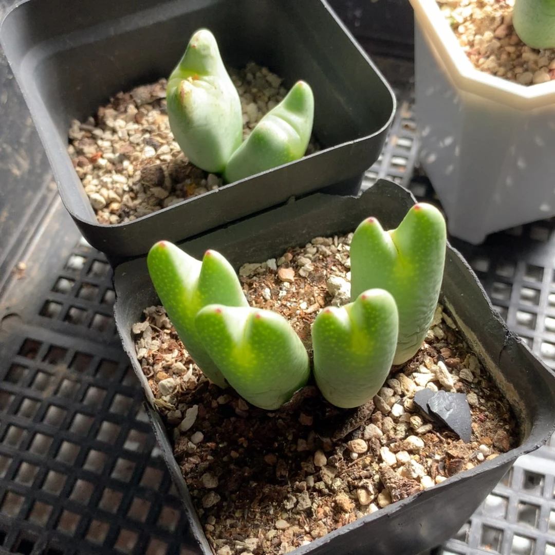 兜****✨a707母本母本母本