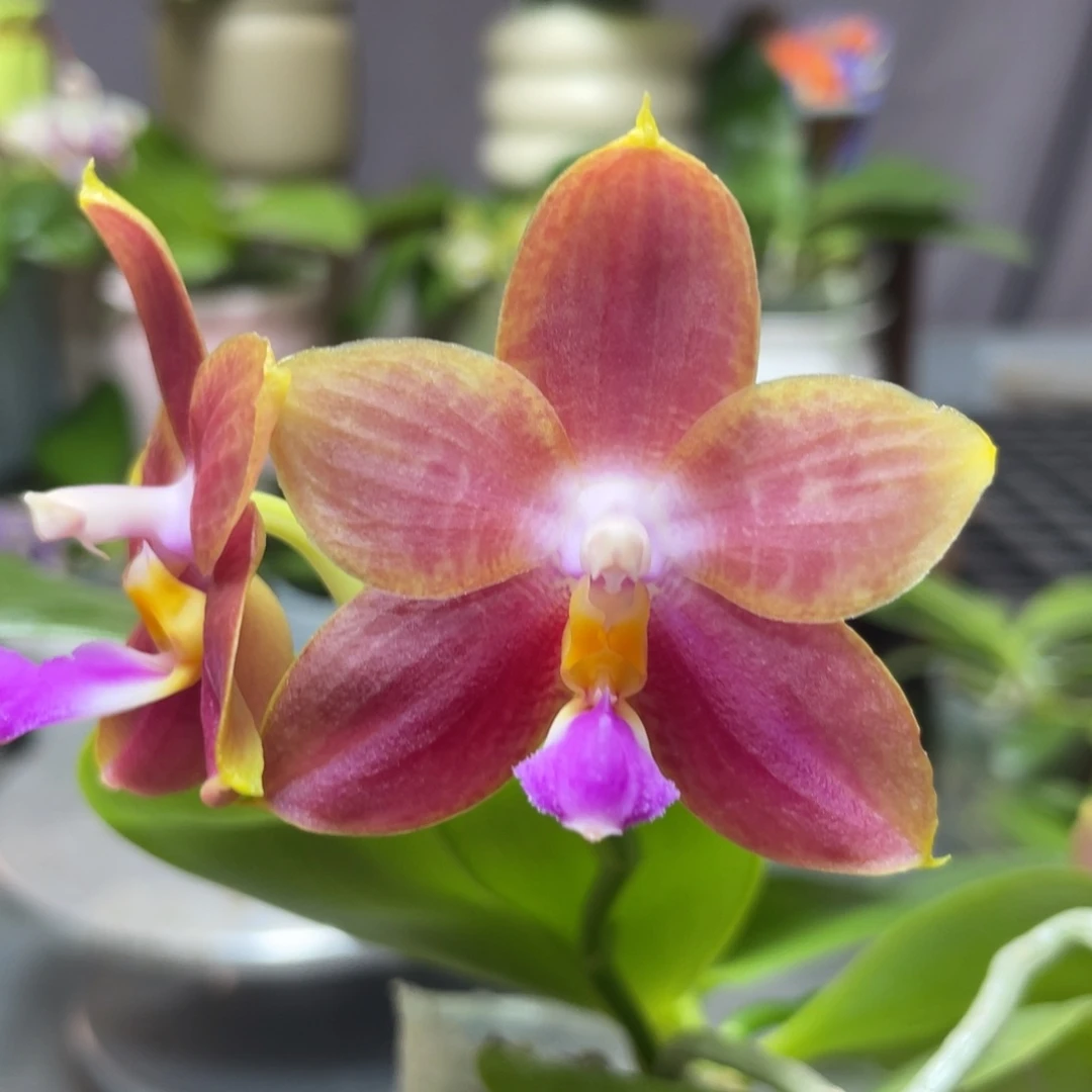 完全开放爱人交四季