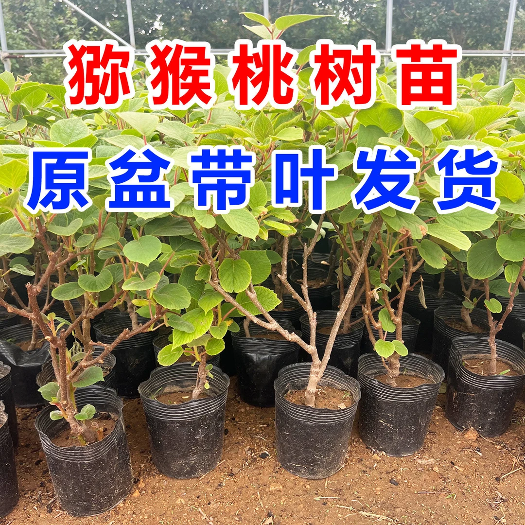 红心猕猴桃树苗公母同珠南方北方种植耐寒盆栽地栽当年结果果树苗