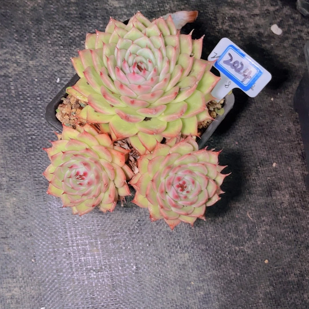 宗***）2024托斯卡内里一颗