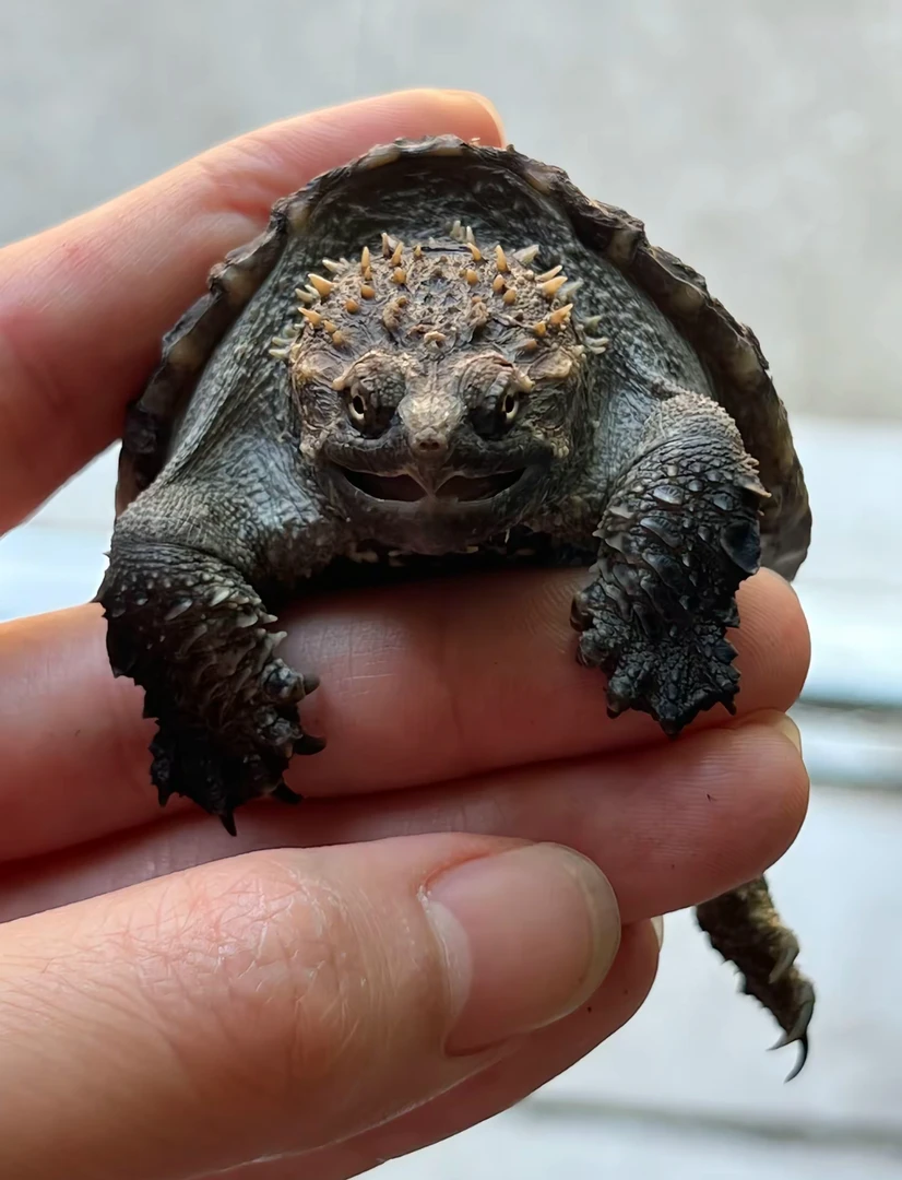 直播间选龟（谨慎下单）佛鳄龟