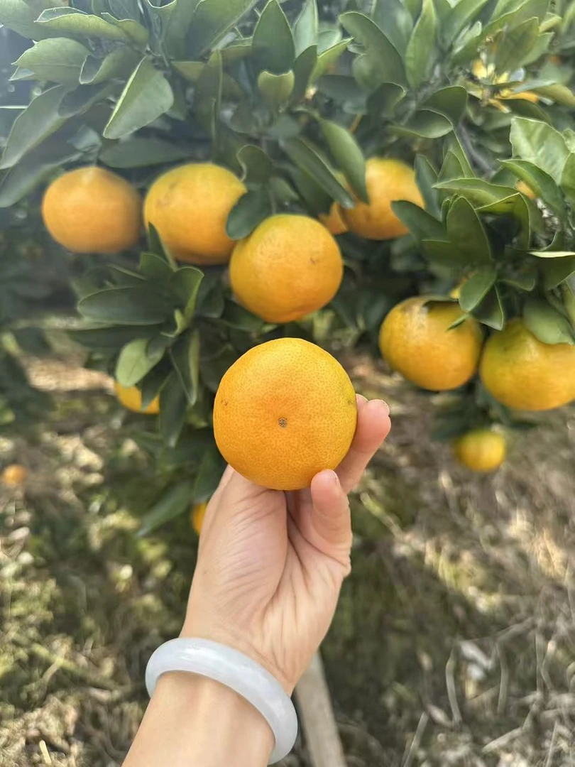 临海正宗涌泉蜜桔现摘现发好吃不贵