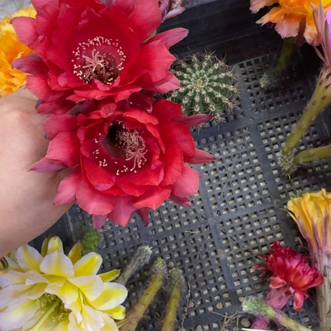 348彩草大花女王歪无根侧牙4公分左右，20包邮